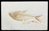 Nice, Diplomystus Fossil Fish - Wyoming #40759-1